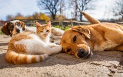 Прогноз погоди в Україні / Фото: Shutterstock/Fotodom