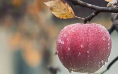 Осадки и похолодание: Гидрометцентр дал прогноз погоды на 4 октября