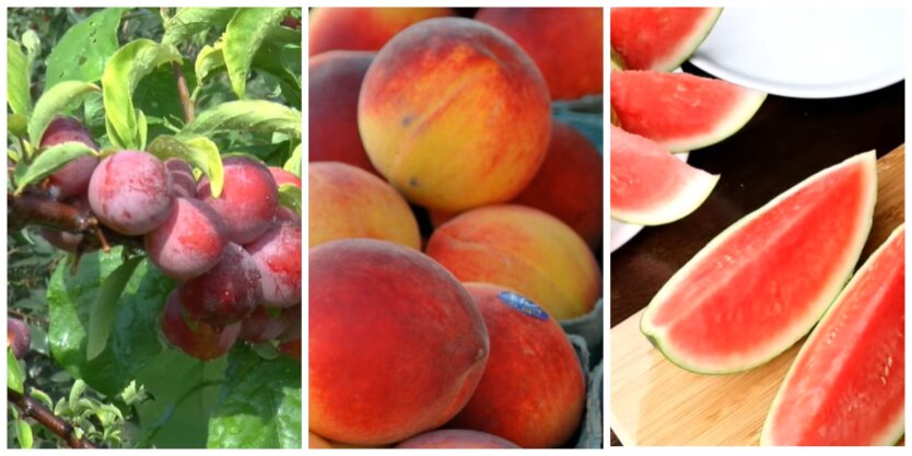 Цены на сливы, персики и арбузы