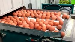 Виробництво яєць