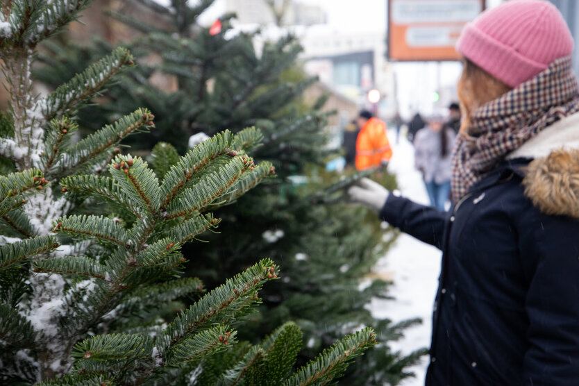 Продаж ялинок