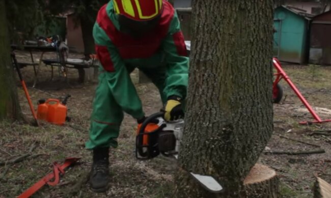 Экологи оценили ущерб от незаконной вырубки деревьев в Украине