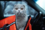 Животное в авто