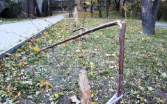 аллея небесной сотни в Одессе