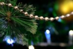 Новогодняя елка, Стоимость новогодней елки в Украине, Открытие елочных базаров