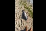 Мертвый дельфиненок, одесский пляж, танкер Delfi
