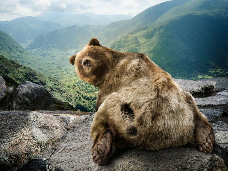 Русский медведь2
