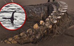 Лох-несское чудовище