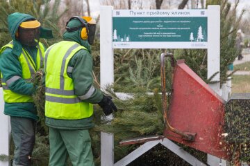 В Киеве будут работать 78 пунктов приема новогодних деревьев