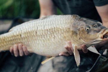 Ціни на рибу в Україні / Фото: pexels