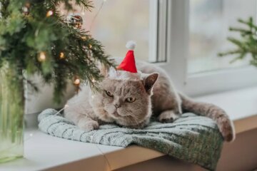 Прогноз погоди в Україні