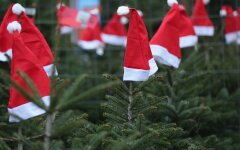 Цены на елки в Украине / Фото: GettyImages