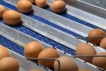 Яйца, Украина, цены