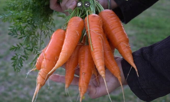 Ціни на моркву