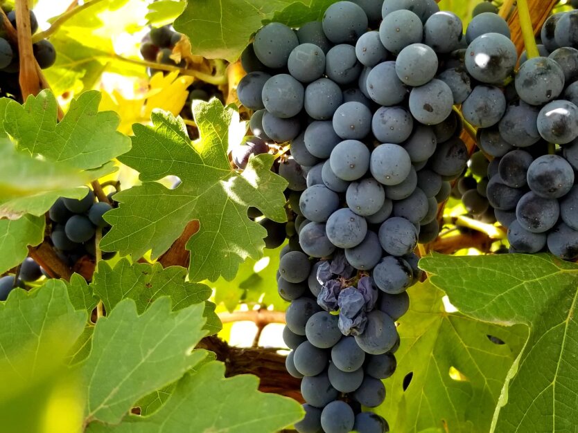 Виноград в Україні