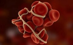 кровь клетки