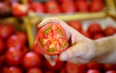 Томати в Україні