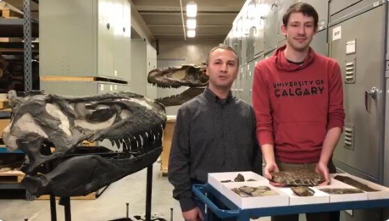 в Канаде обнаружили скрелет трехметрового динозавра