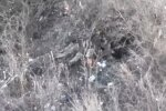 Россияне снова расстреляли украинских военных, которые сдавались в плен: страшное видео