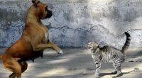 кошка собака