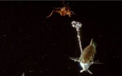 рыба брызгун