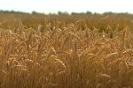 Поле пшеницы, кулеба, шантаж россии, голод, продовольственный кризис, война России против Украины