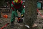 Экологи оценили ущерб от незаконной вырубки деревьев в Украине