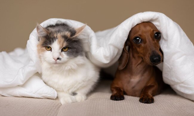 Прогноз погоды в Украине / Фото: Freepik