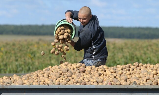 Цены на картофель в Украине,в Украине подешевела картошка,цена на картофель июль 2020