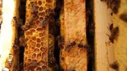Цены на мед, производство меда