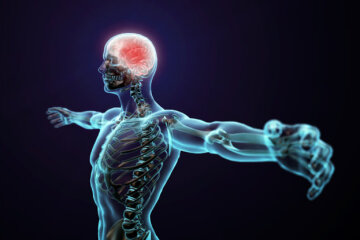 человек мозг тело мышцы позвоночник
