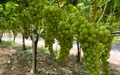 Ціни на виноград в Україні