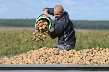 Цены на картофель в Украине,в Украине подешевела картошка,цена на картофель июль 2020