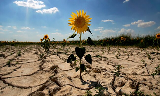 Засуха в Украине / Фото: Flickr