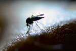 малярия комар лихорадка