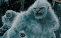 yeti
