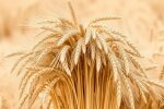 Пшеница