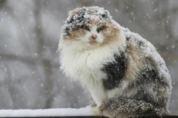 Погода в Украине, Наталья Диденко, снег и морозы