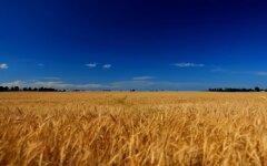 Поле пшеницы, кулеба, шантаж россии, голод, продовольственный кризис, война России против Украины