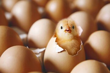 Україна заборонила імпорт польських яєць та птиці
