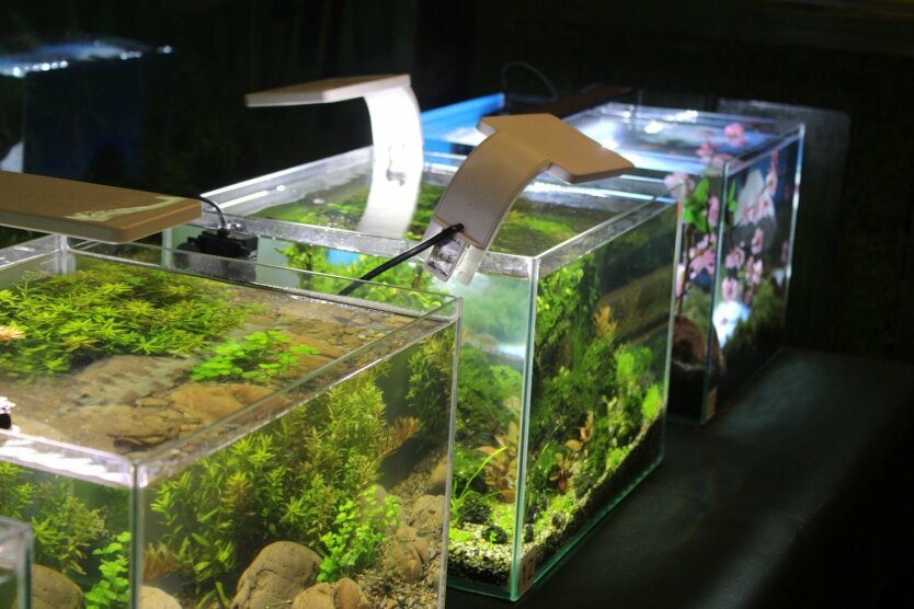 нано-аквариум