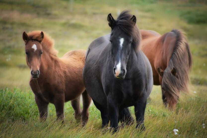 Лошади и тапиры поменялись ростом 47 млн лет назад