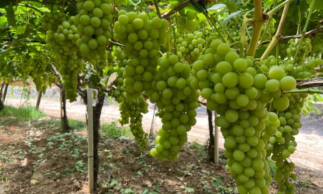 Цены на виноград в Украине