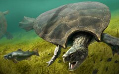 Stupendemys geographicus, древняя черепаха