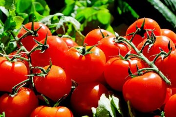Ціни на помідори / Фото: pixabay