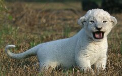 белый львенок