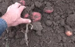 Картофель в Украине, дефицит картофеля, эксперты