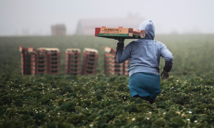В Украине рухнули цены на клубнику
