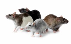 мыши грызуны