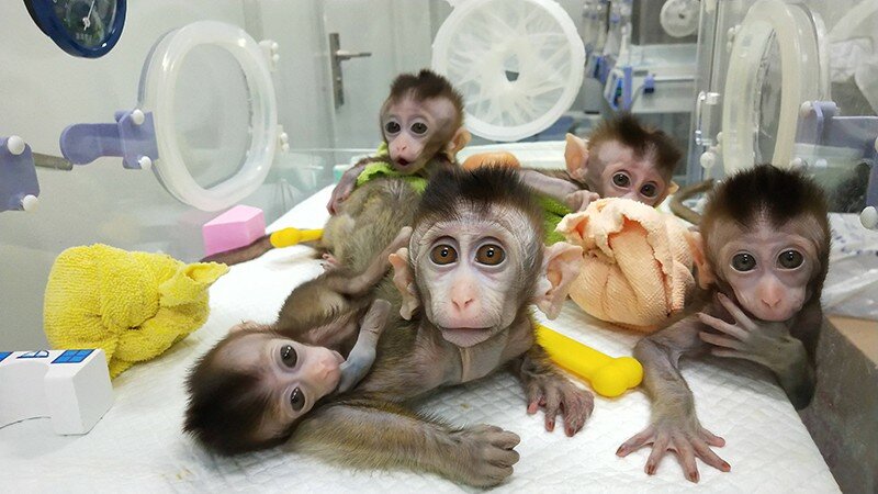 Картинки по запросу обезьяны с человеческим мозгом